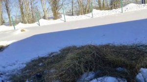 Навес для круглогодичного содержания овец