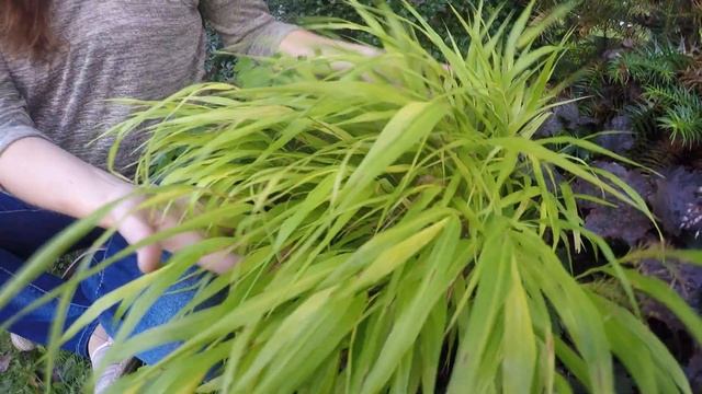 Trawa Ozdobna Złota Hakonechloa - Jak Rozjaśnić Ciemne Zakątki Ogrodu?