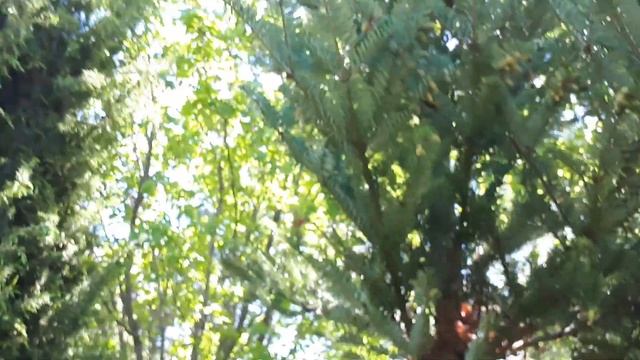 Корейская пихта цветение! Хвойники Подмосковья, продолжение. смотреть онлайн