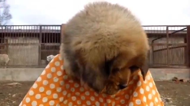 Тибетский мастиф Богатырь Приморья Вивьен Ли Вике - 2,5 месяца смотреть онлайн