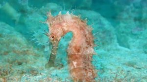 Как морской конек плавает «стоя»?