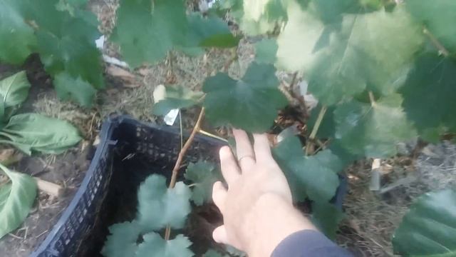 Вызревание лозы на винограднике. Виноградник 2017. смотреть онлайн