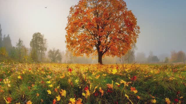 901. ♫. «End of Summer» - Tonci Huljic смотреть онлайн