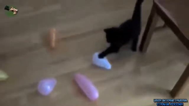 Приколы с котами , воздушные шары и не только :) смотреть онлайн