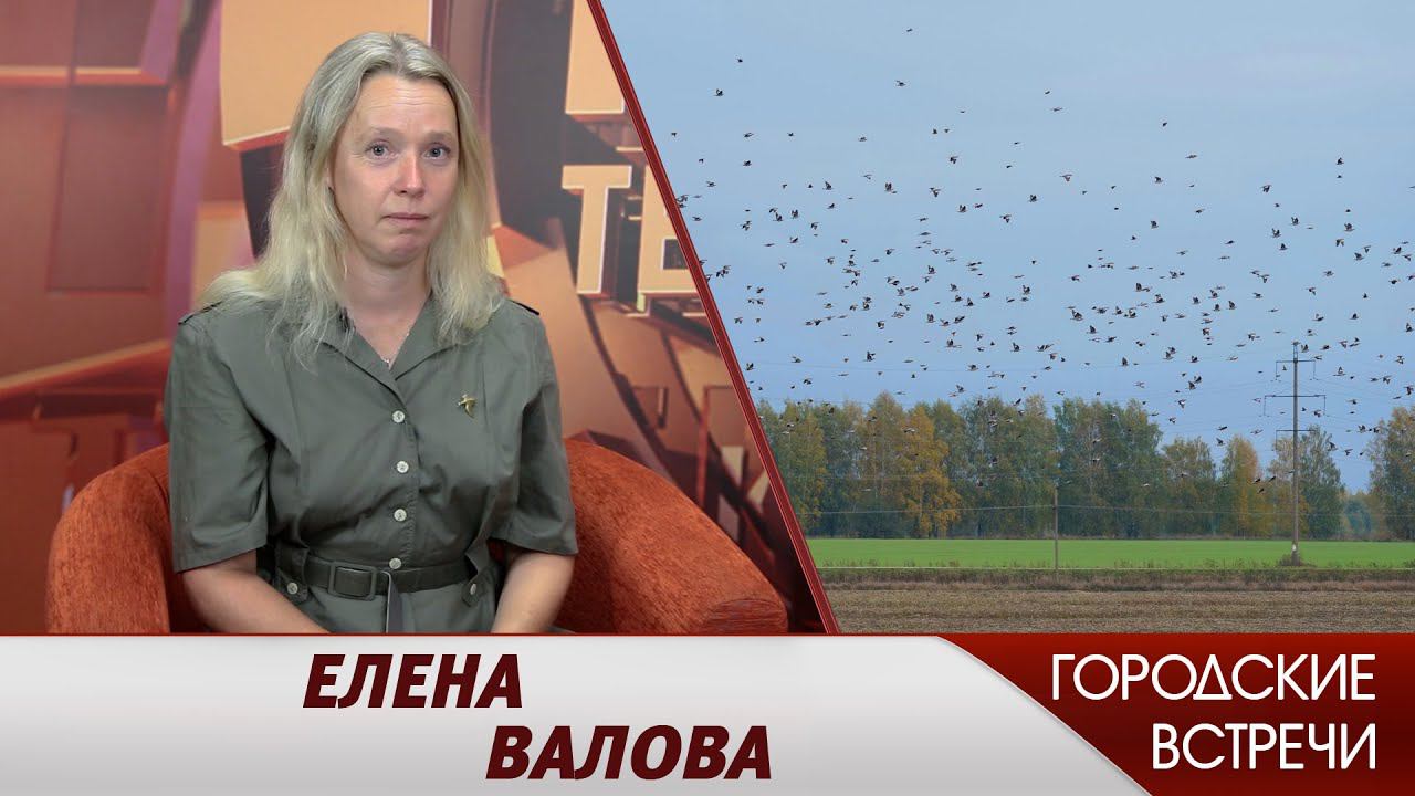 Все о птицах  Городские встречи