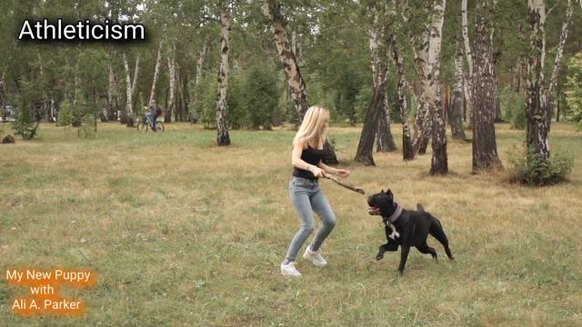 Pitbull VS Cane Corso Who Would Win? смотреть онлайн