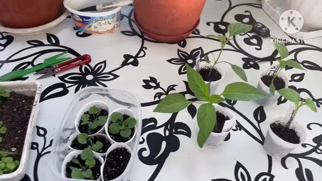 ?Vlog из светёлки. Пикирую Гацанию и Колеусы. Обзор всходов. смотреть онлайн