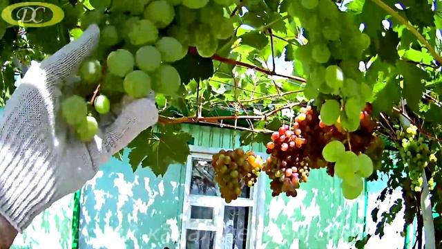 Как влияют дожди на виноград.Виноград после дождя.mp4 смотреть онлайн