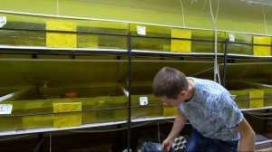 Плотность посадки Австралийского рака на 0,8 квм