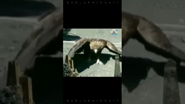 видео о ОРЛАХ МНЕ БЫЛО ИНТЕРЕСНО смотреть онлайн