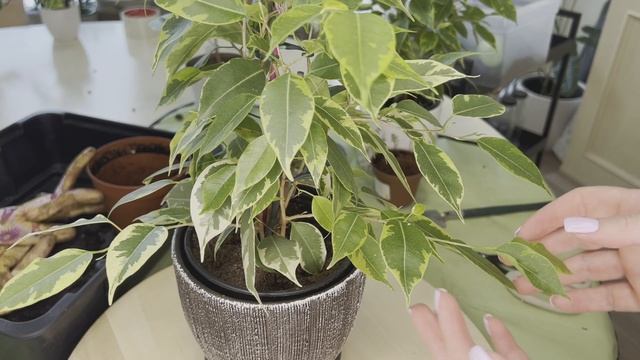 №79. Фикус Бенджамина. Формируем 3 вида кроны. Этап 3. Пересадка и легкая обрезка. смотреть онлайн