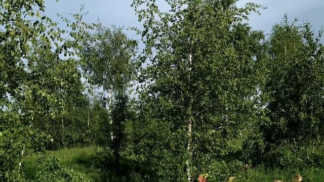 5 июля. ДЕНЬ ЕВСЕЯ. Время ВСТРЕЧ. Что надо сделать смотреть онлайн