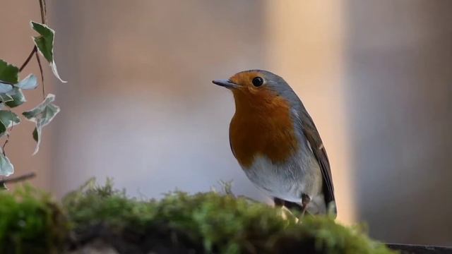 Пение Птиц Робин - Звук Природа l Singing Birds Robin - Sound Nature смотреть онлайн