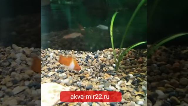 Самец Меченосец Санта Клаус смотреть онлайн