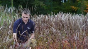 Miscanthus sinensis Red Chief - why it's our favourite!