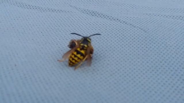 Путешествия по Миру Животных