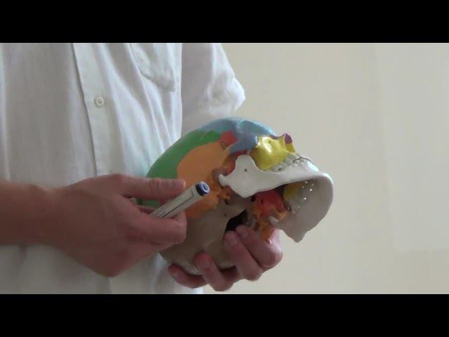 Семинар Краниосакральная терапия 2 КСТ2_012 смотреть онлайн