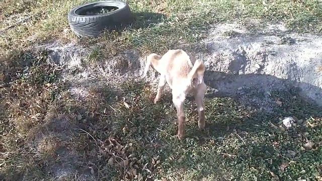 Мы её купили/Нубийская козочка/Гуляем с козами смотреть онлайн