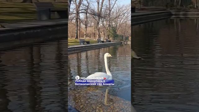 Лебеди вернулись в Ботанический сад Алматы