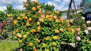 РОЗА САХАРА. Украшения сада.