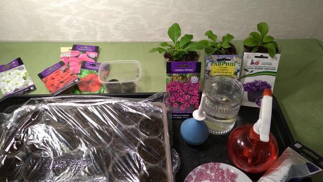 Любимым способом высеваю крупноцветковую петунию! смотреть онлайн