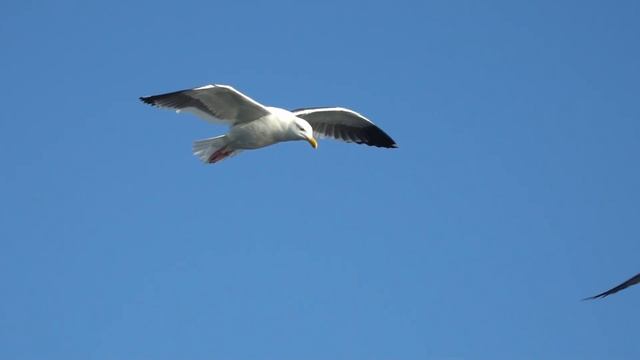 Фортепианная музыка для отдыха / Семейство пернатых - колибри, совы, аисты и другие красивые птицы смотреть онлайн