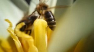 Как пчела собирает нектар / How a bee collects honey