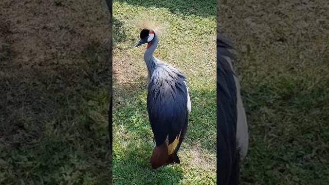 птица. венценосный журавль. смотреть онлайн
