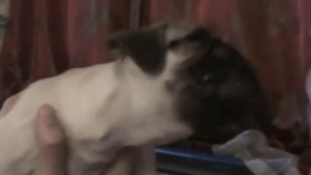 лучшие приколы 2016 *мега подборка приколов с животными*№1 смотреть онлайн