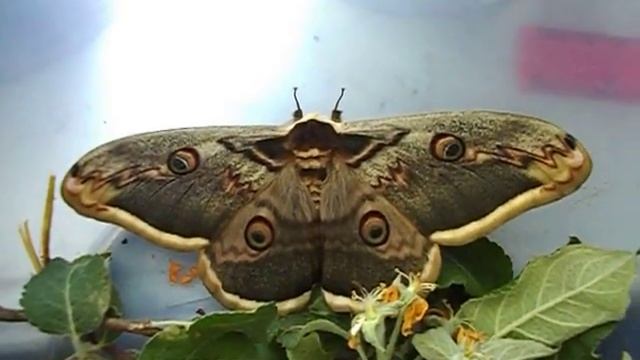 Самая большая редкая бабочка Павлиноглазка грушевая Красивый ночной мотылек Бабочка Ван Гога смотреть онлайн