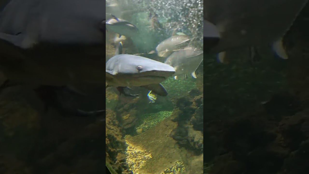 Акулы в Сочинском океанариуме. #shorts #сочи #океанариум смотреть онлайн