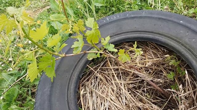 Калининградский виноград. Развитие молодых саженцев смотреть онлайн