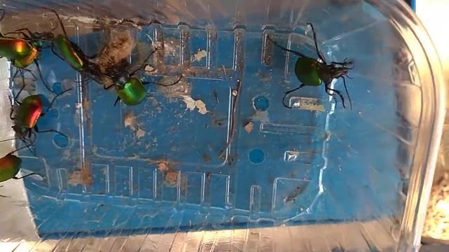 Голодные жужелицы (Красотел пахучий) лакомятся гусеницей непарного шелкопряда смотреть онлайн