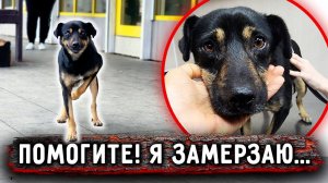 Ричи замерзал на остановке, когда мы подошли к нему ближе, то оказалось, что ему СРОЧНО нужна помощь