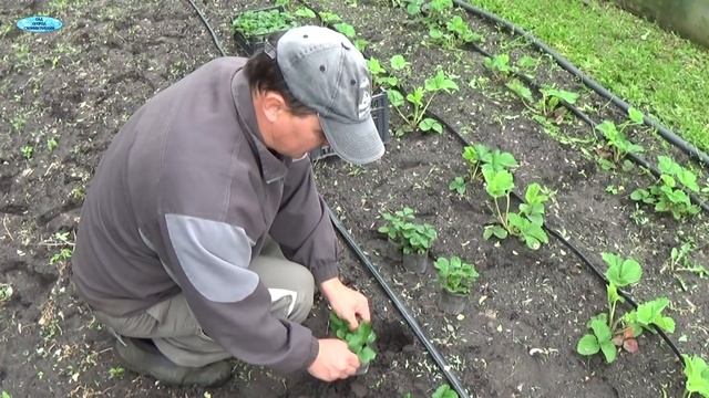 Мульчирование посаженной клубники агроволокном - лёгкий и надёжный способ! смотреть онлайн
