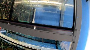 собираем икру Барбусов GloFish. Выдавливаем икру у не отнерестившихся самок.