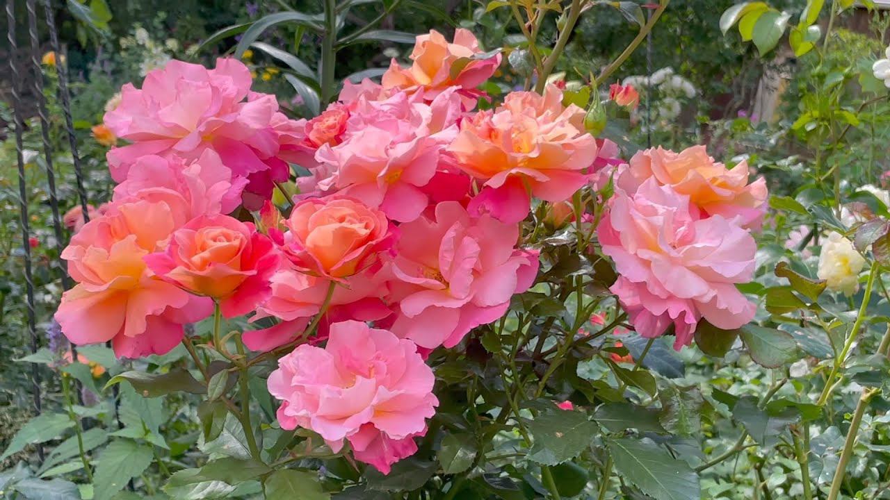 Август в Саду 8 августа 2023 часть 2