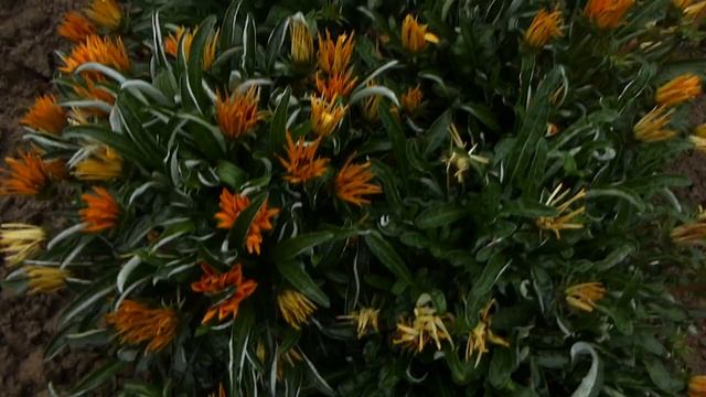 Солнышки на клумбе!