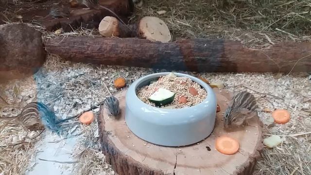Барбарийская полосатая мышь. Lemniscomys barbarus смотреть онлайн
