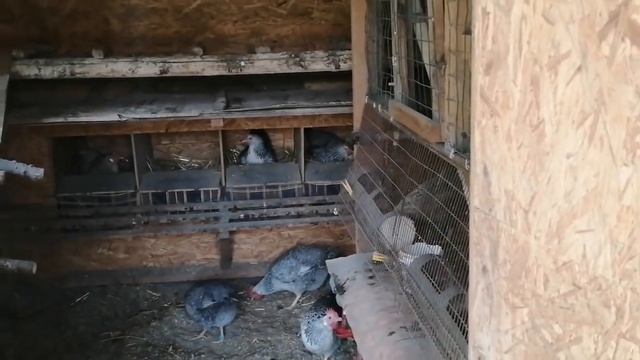 Почему этих пород уже нет в моём хозяйстве.... смотреть онлайн