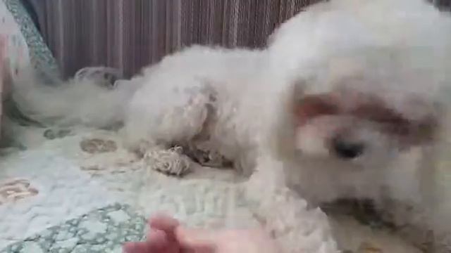 Тест Лакомств/Кристина&Марчик смотреть онлайн