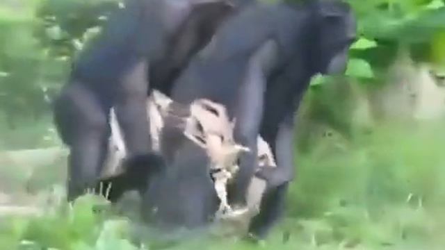 Синхронная походка двух обезьян смотреть онлайн