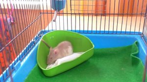 ПОДАРИЛИ КРЫСЕ ДРУГА / Хомки Микки ПРЯЧЕТСЯ / ПАРА ДЛЯ КРЫСЕНКА / Alisa Easy Pets