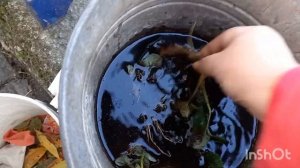 Посадка клубники в контейнер.