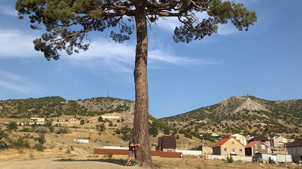 По Крыму пешком в предгорьях Весёлого. Старинная сосна. Пляж и набережная Весёлого и виды с гор смотреть онлайн