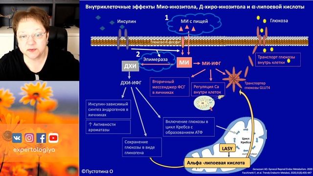 Экспертология | СПКЯ и ожирение