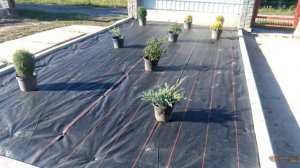 Клумба из хвойников и кустарников | Геотекстиль на клумбу | Как сделать клумбу с геотекстилем