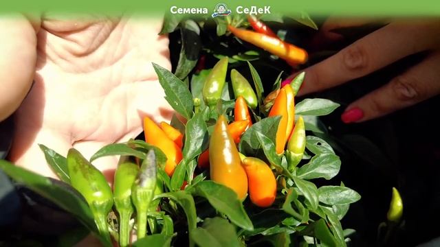 Букетные перцы. Для грядки, клумбы, окна и балкона! смотреть онлайн