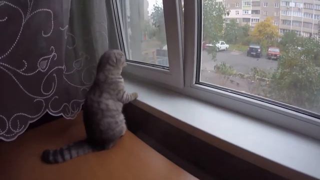 Реакция Кошки на Птиц за Окном 😻 Забавная Кошка Скоттиш фолд смотреть онлайн