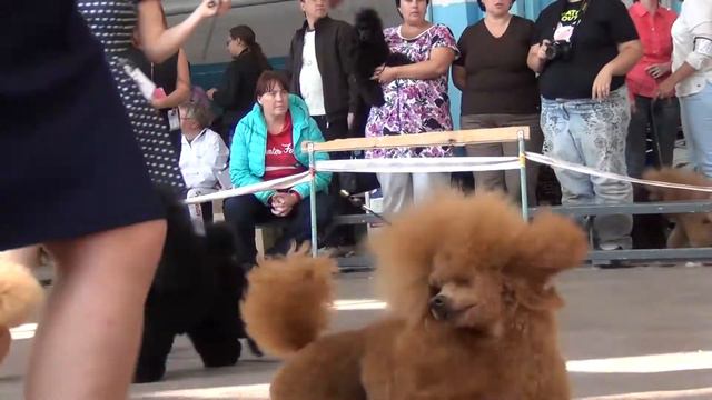 00101 Моно пуделей ПК Челябинск 07.09.2014. смотреть онлайн